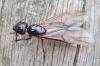 Camponotus ligniperda